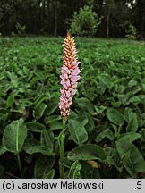 Polygonum bistorta (rdest wężownik)