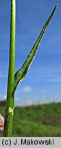 Polygonum bistorta (rdest wężownik)