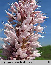 Polygonum bistorta (rdest wężownik)