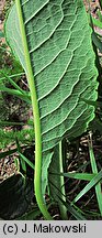 Polygonum bistorta (rdest wężownik)