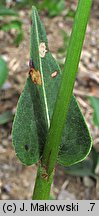 Polygonum bistorta (rdest wężownik)