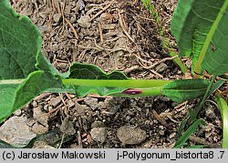 Polygonum bistorta (rdest wężownik)