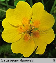 Potentilla aurea (pięciornik złoty)