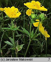 Potentilla aurea (pięciornik złoty)