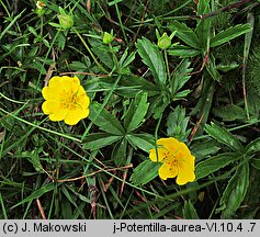 Potentilla aurea (pięciornik złoty)