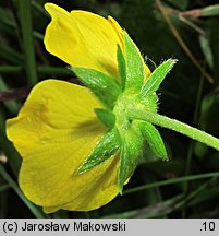 Potentilla aurea (pięciornik złoty)