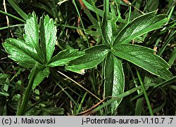 Potentilla aurea (pięciornik złoty)