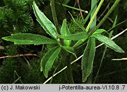 Potentilla aurea (pięciornik złoty)