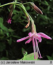 Prenanthes purpurea (przenęt purpurowy)