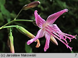 Prenanthes purpurea (przenęt purpurowy)