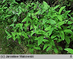 Prenanthes purpurea (przenęt purpurowy)