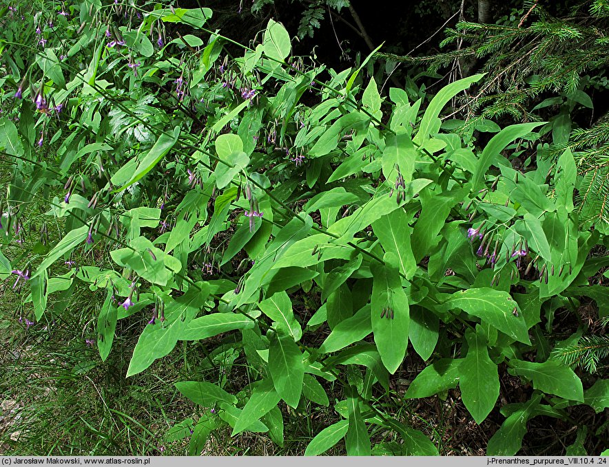 Prenanthes purpurea (przenęt purpurowy)