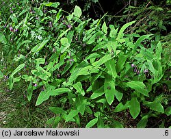 Prenanthes purpurea (przenęt purpurowy)