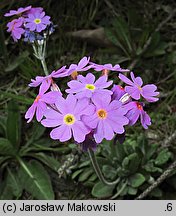 Primula farinosa (pierwiosnek omączony)