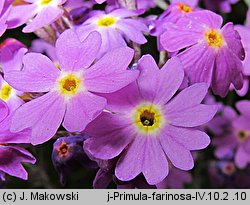 Primula farinosa (pierwiosnek omączony)