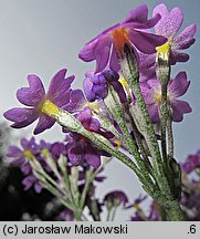 Primula farinosa (pierwiosnek omączony)