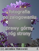 Primula farinosa (pierwiosnek omÄ…czony)