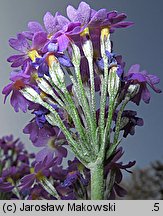 Primula farinosa (pierwiosnek omączony)