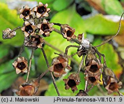 Primula farinosa (pierwiosnek omączony)