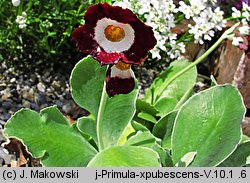 Primula ×pubescens (pierwiosnek omszony)