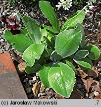 Primula ×pubescens (pierwiosnek omszony)