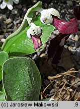 Primula ×pubescens (pierwiosnek omszony)