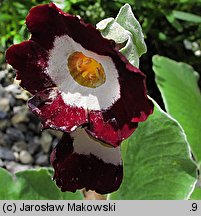 Primula ×pubescens (pierwiosnek omszony)