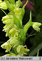 Pseudorchis albida (gołek białawy)