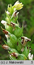 Pseudorchis albida (gołek białawy)