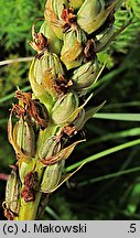 Pseudorchis albida (gołek białawy)