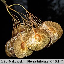 Ptelea trifoliata (parczelina trójlistkowa)