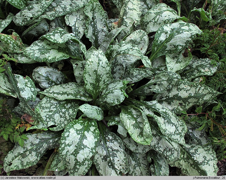 Pulmonaria Excalibur