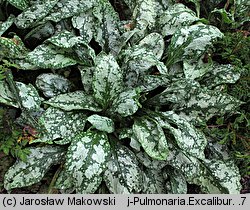 Pulmonaria Excalibur