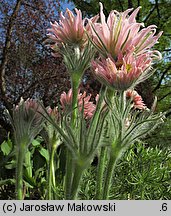 Pulsatilla vulgaris Papageno