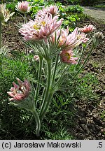 Pulsatilla vulgaris Papageno