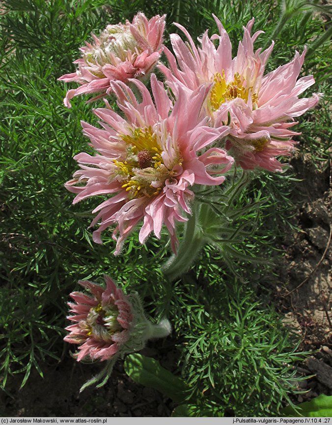 Pulsatilla vulgaris Papageno