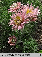 Pulsatilla vulgaris Papageno