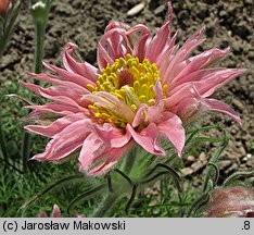 Pulsatilla vulgaris Papageno