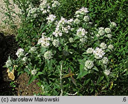 Pycnanthemum verticillatum var. pilosum (tulia omszona)