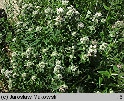 Pycnanthemum verticillatum var. pilosum (tulia omszona)