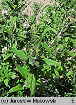 Pycnanthemum verticillatum var. pilosum (tulia omszona)