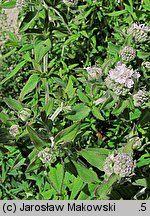 Pycnanthemum verticillatum var. pilosum (tulia omszona)