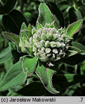 Pycnanthemum verticillatum var. pilosum (tulia omszona)