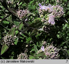 Pycnanthemum verticillatum var. pilosum (tulia omszona)