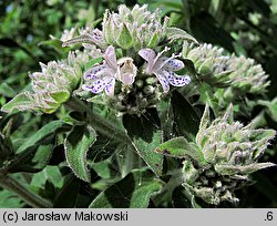 Pycnanthemum verticillatum var. pilosum (tulia omszona)