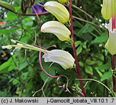 Mina lobata (mina klapowana)