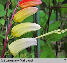 Mina lobata (mina klapowana)