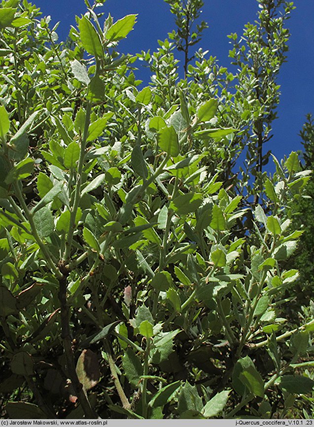 Quercus coccifera