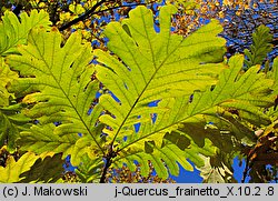 Quercus frainetto (dąb węgierski)