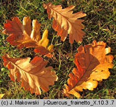 Quercus frainetto (dąb węgierski)